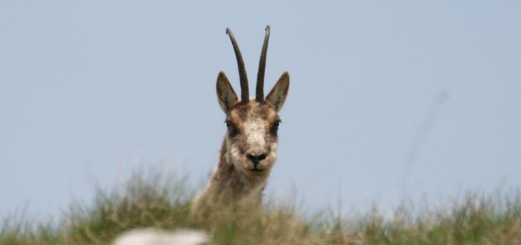 Camoscio d''Abruzzo Rupicapra pyrenaica ornata